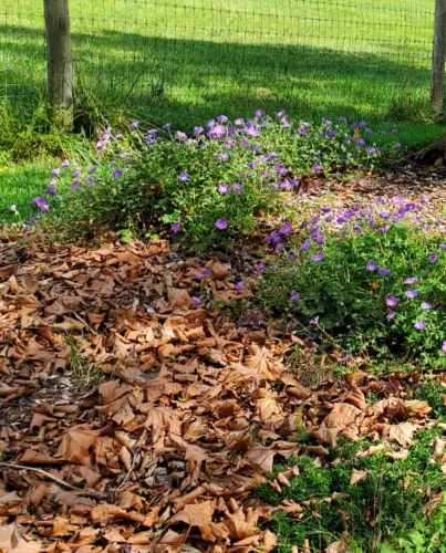 Growing Tips: Fall gardening do’s and don’ts